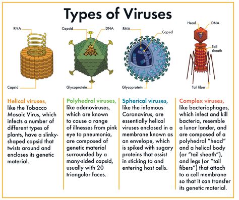 Virus Attack: Oppiminen Tieteestä ja Tautien Ehkäisystä!